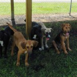 Dodge City Adoption Event