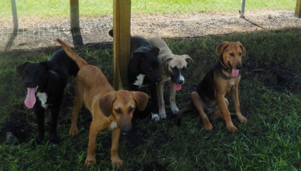 dodgecityadoption