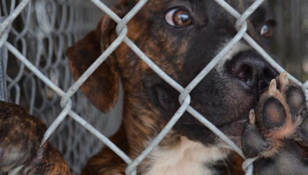 Save Our Dogs