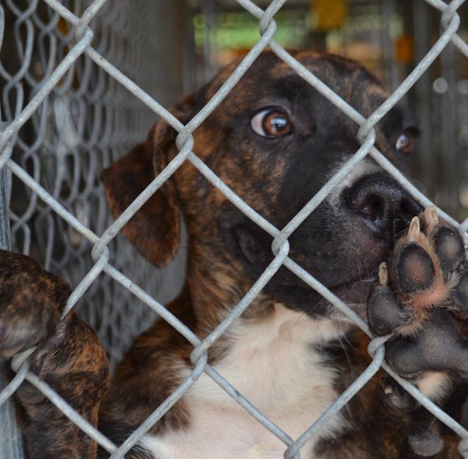 Save Our Dogs