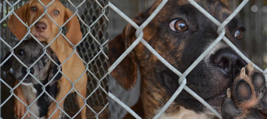 These Dogs Will Die Because of You!